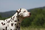 DALMATIEN 378